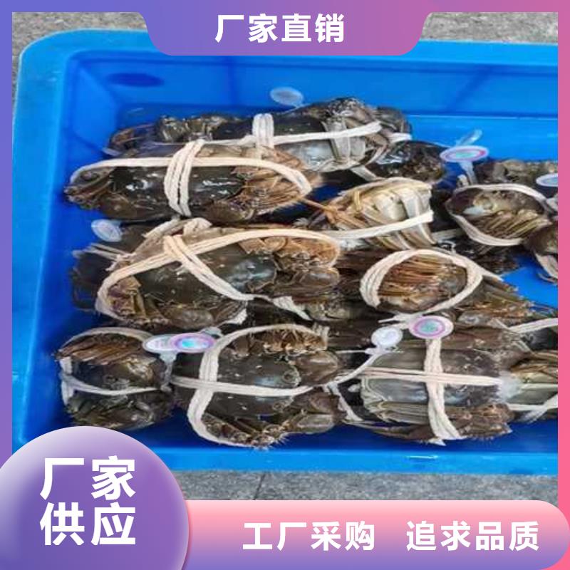 保亭县苏州阳澄湖大闸蟹那家实惠味道好