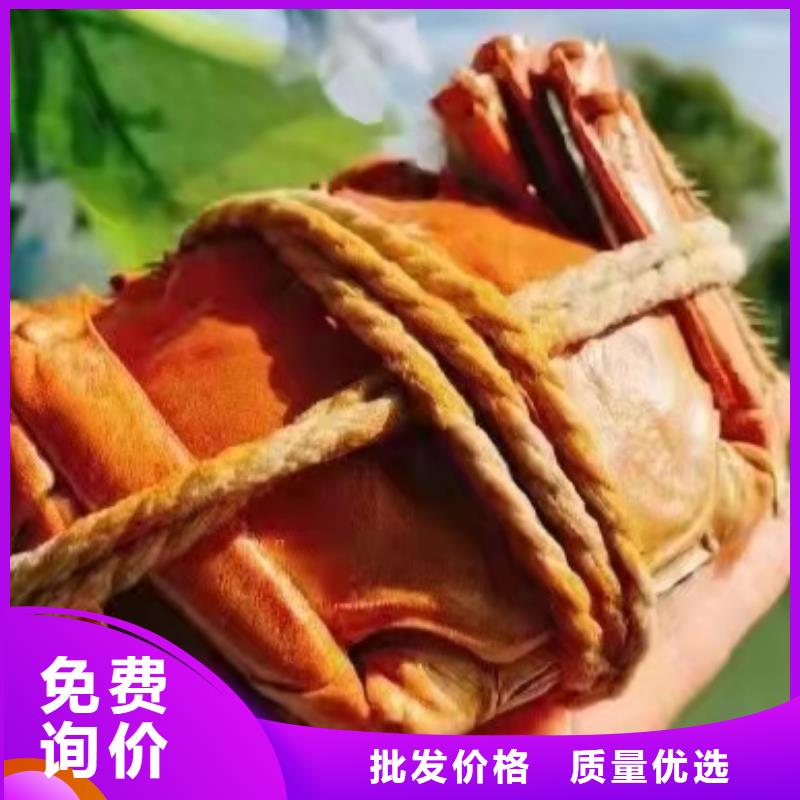 阳澄湖买蟹哪里正宗苏州莲花岛顾记蟹庄