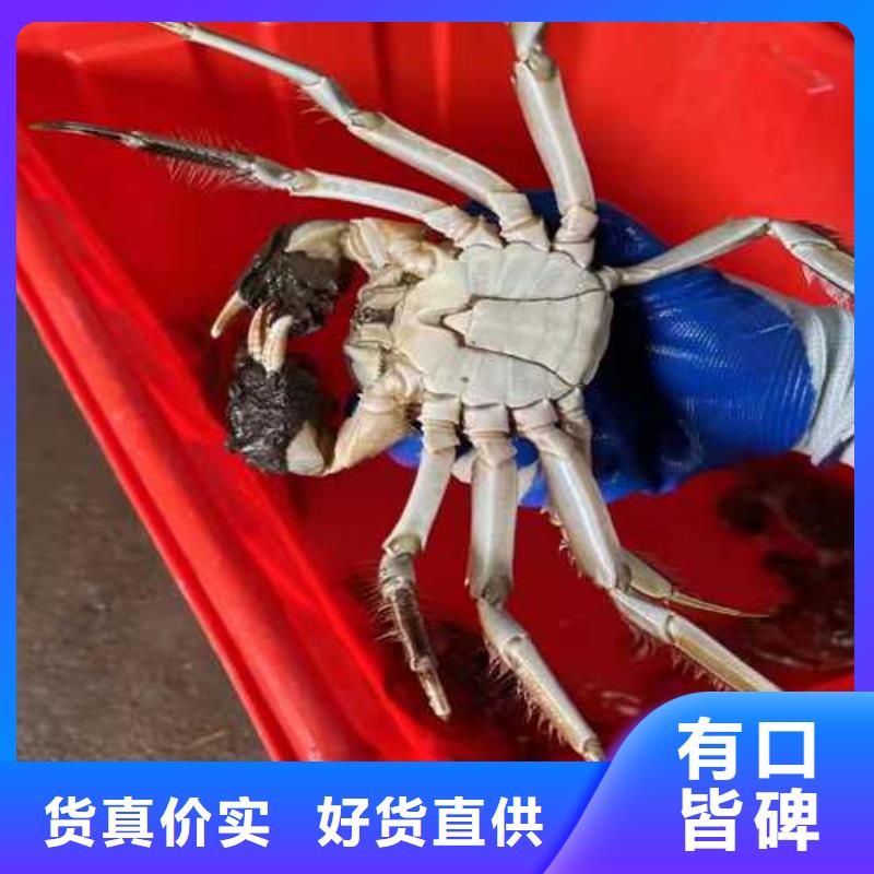顾记阳澄湖大闸蟹源头实体厂商【大闸蟹】,哪里卖阳澄湖大闸蟹精挑细选好货