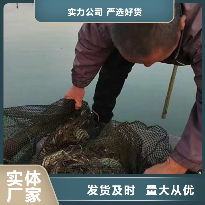 阳澄湖大闸蟹-视频-阳澄湖大闸蟹(顾记)覆盖地域广西省来宾市合山|象州|南宁|贺州|贵港|钦州|北海|防城港|河池