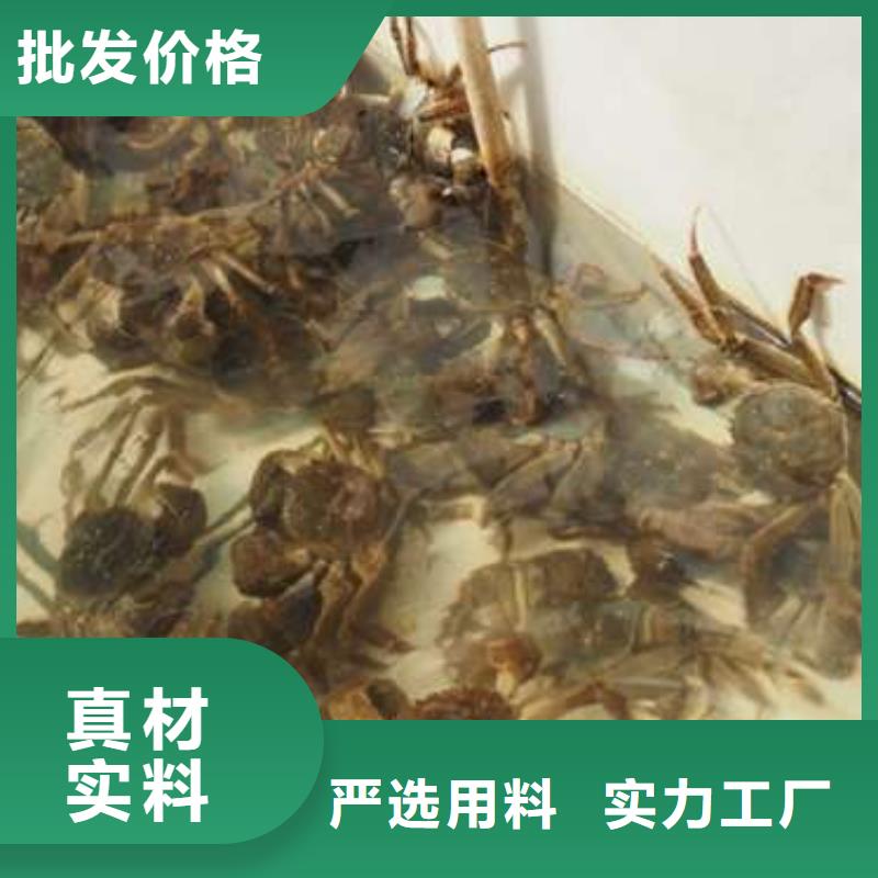 阳澄湖大闸蟹视频-阳澄湖大闸蟹-阳澄湖镇岛顾记大闸蟹经营部(泸州市分公司)服务区域泸县|江阳|眉山|凉山|阿坝|广安