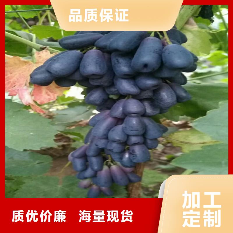 草莓-视频-大新|凭祥|防城港|贵港|桂林|来宾|南宁|百色|梧州广祥草莓_ 广祥农业科技(崇左市分公司)
