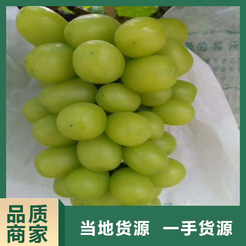 (品质保证实力见证)【优质货源 葡萄苗,无籽葡萄树苗真正的源头厂家】-v651.com