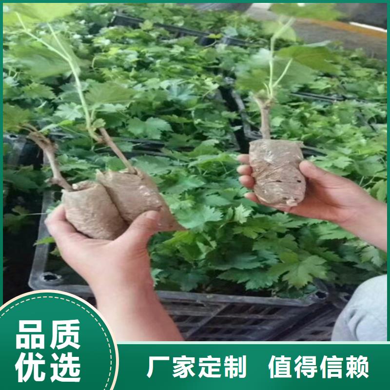草莓视频-草莓-广祥农业科技(崇左市分公司)服务区域扶绥|宁明|北海|贺州|防城港|钦州|南宁