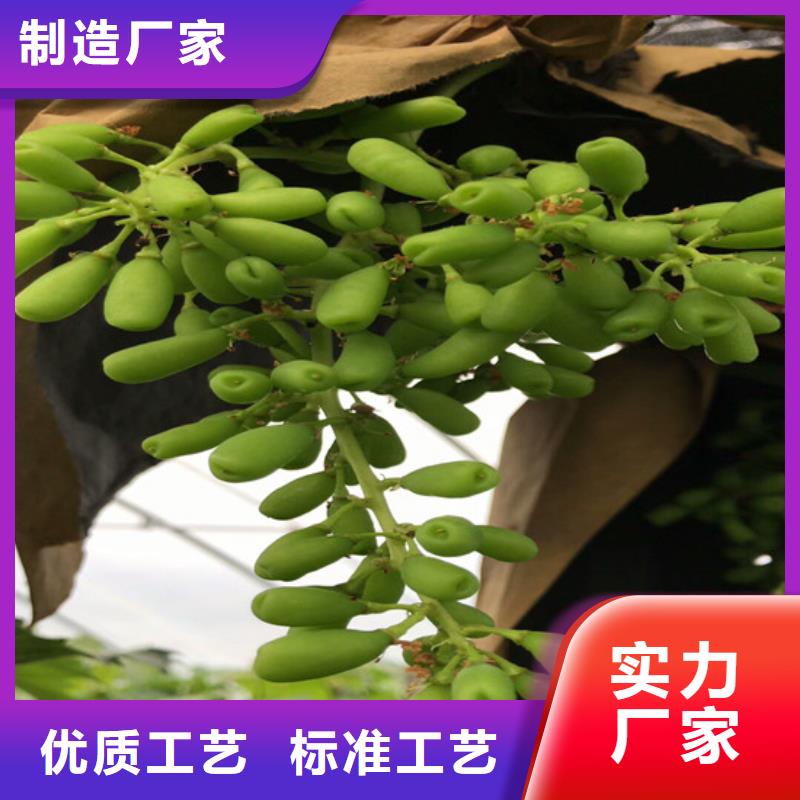草莓视频-草莓-广祥农业科技(崇左市分公司)服务区域扶绥|宁明|北海|贺州|防城港|钦州|南宁