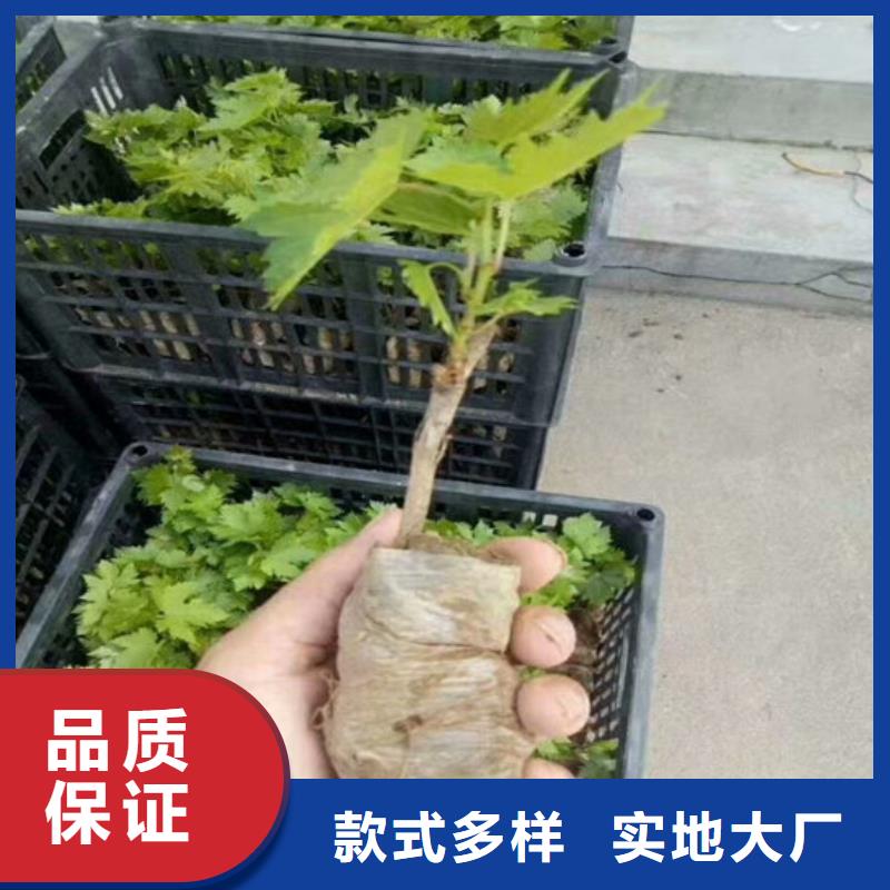 草莓-视频-大新|凭祥|防城港|贵港|桂林|来宾|南宁|百色|梧州广祥草莓_ 广祥农业科技(崇左市分公司)