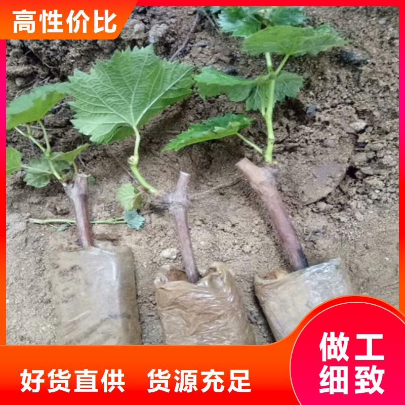 草莓-视频-山东省菏泽市|郓城|巨野|临沂|威海|聊城|青岛|东营|济南|滨州草莓-广祥