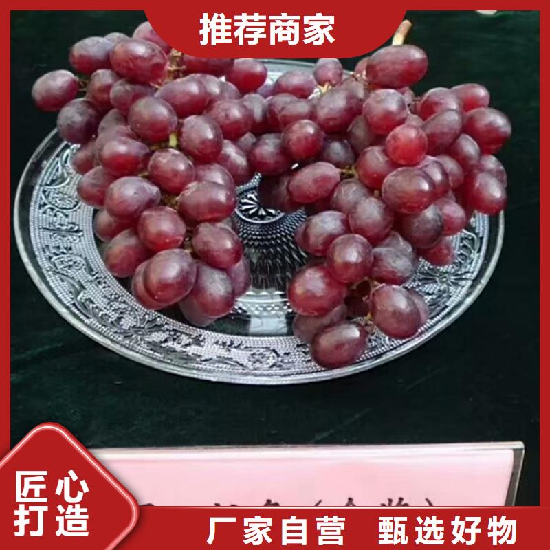草莓-视频-草莓-辽宁省营口市【同城】 【附近】生产商-站前|大石桥|盘锦|本溪|丹东|大连