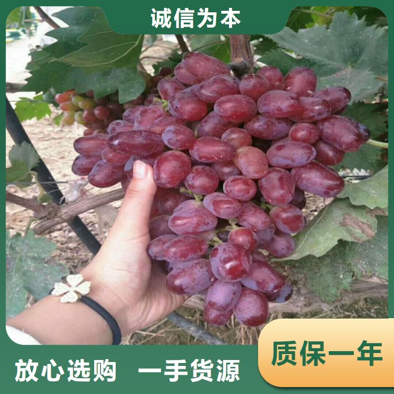 草莓-视频-山东省菏泽市|郓城|巨野|临沂|威海|聊城|青岛|东营|济南|滨州草莓-广祥