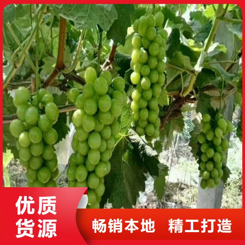 草莓视频-草莓-广祥农业科技(崇左市分公司)服务区域扶绥|宁明|北海|贺州|防城港|钦州|南宁