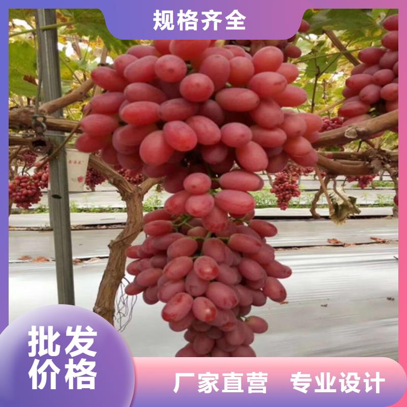 草莓-视频-大新|凭祥|防城港|贵港|桂林|来宾|南宁|百色|梧州广祥草莓_ 广祥农业科技(崇左市分公司)