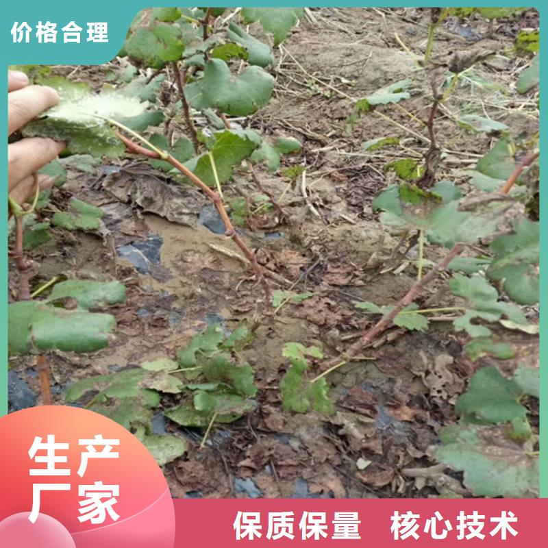 草莓视频-草莓-广祥农业科技(崇左市分公司)服务区域扶绥|宁明|北海|贺州|防城港|钦州|南宁