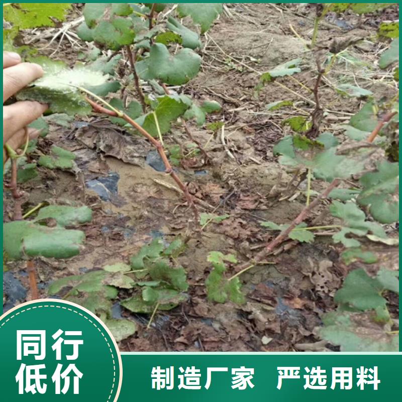草莓-视频-草莓-辽宁省营口市【同城】 【附近】生产商-站前|大石桥|盘锦|本溪|丹东|大连