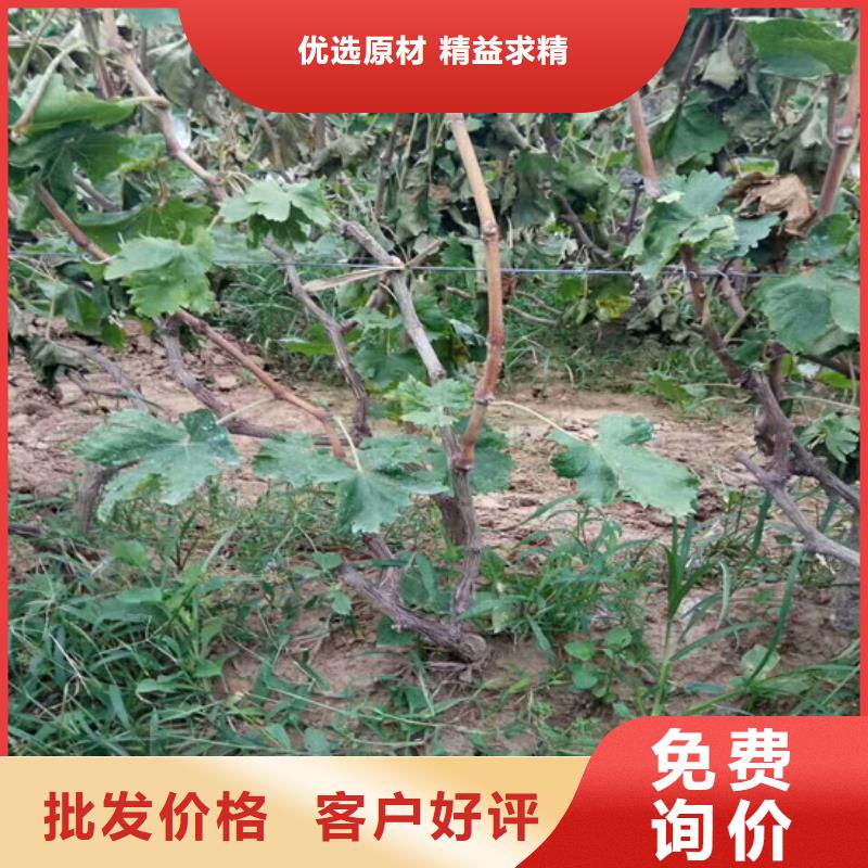 草莓-视频-山东省菏泽市|郓城|巨野|临沂|威海|聊城|青岛|东营|济南|滨州草莓-广祥