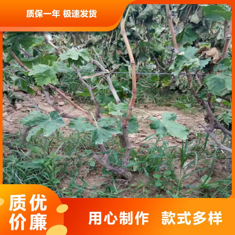 草莓视频-草莓-广祥农业科技(崇左市分公司)服务区域扶绥|宁明|北海|贺州|防城港|钦州|南宁