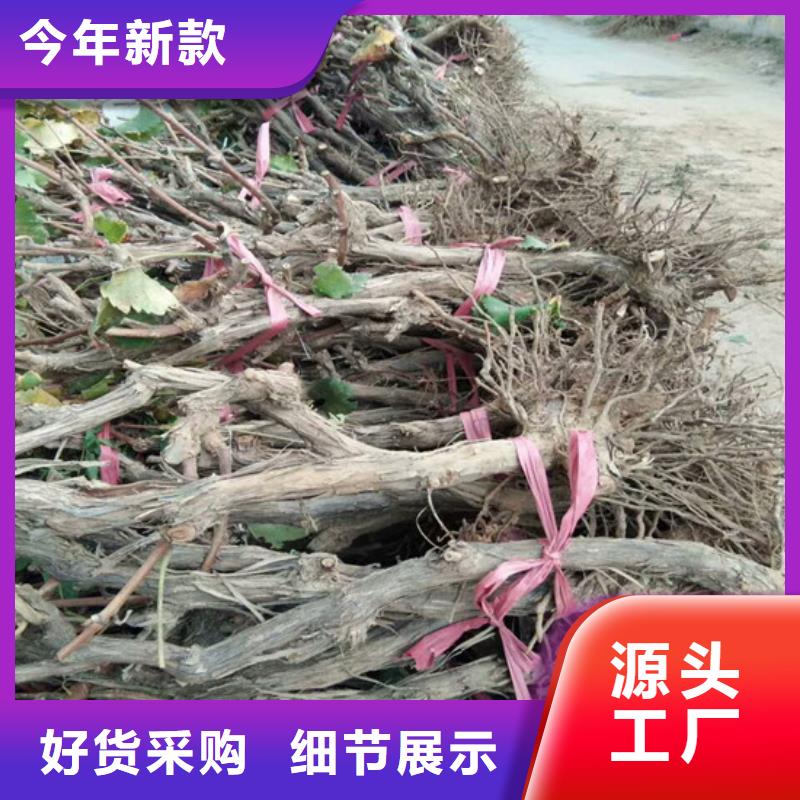 草莓-视频-山东省菏泽市|郓城|巨野|临沂|威海|聊城|青岛|东营|济南|滨州草莓-广祥