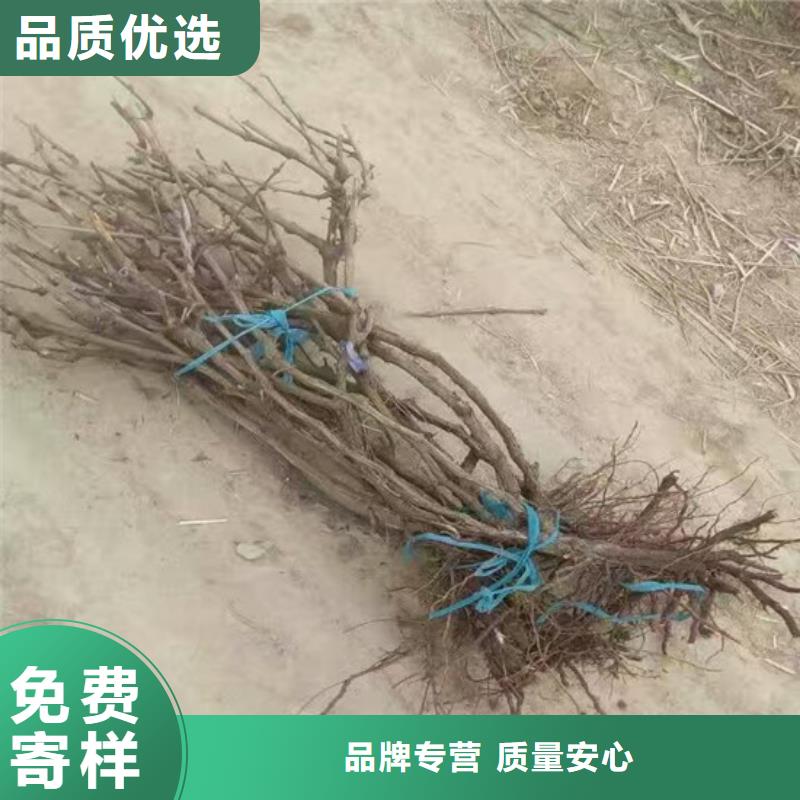草莓-视频-草莓-辽宁省营口市【同城】 【附近】生产商-站前|大石桥|盘锦|本溪|丹东|大连