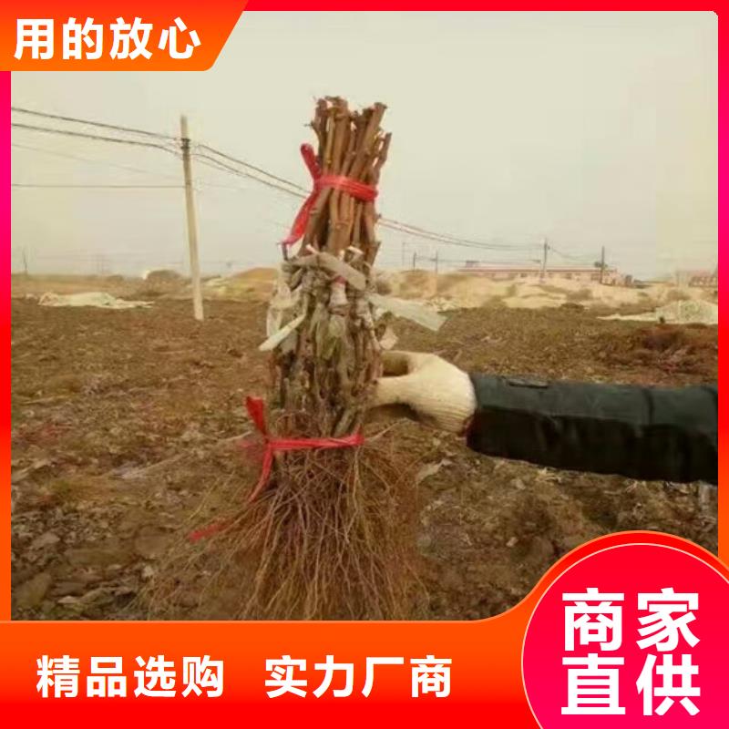 草莓-视频-草莓-辽宁省营口市【同城】 【附近】生产商-站前|大石桥|盘锦|本溪|丹东|大连
