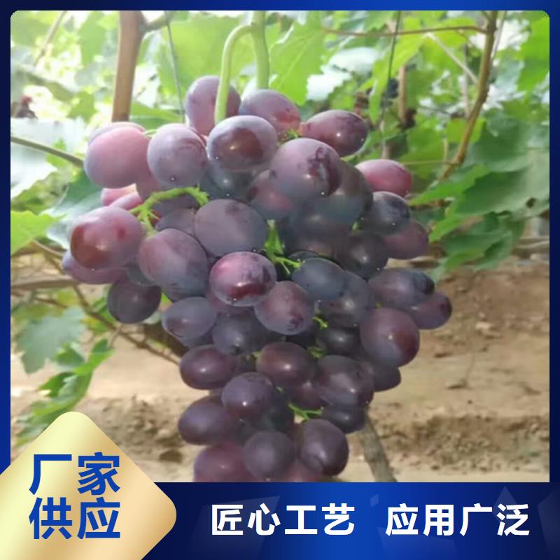 草莓视频-草莓-广祥农业科技(崇左市分公司)服务区域扶绥|宁明|北海|贺州|防城港|钦州|南宁