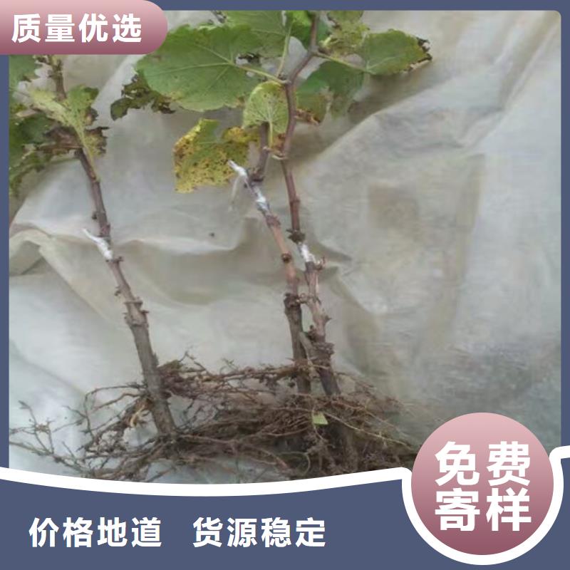 草莓-视频-大新|凭祥|防城港|贵港|桂林|来宾|南宁|百色|梧州广祥草莓_ 广祥农业科技(崇左市分公司)