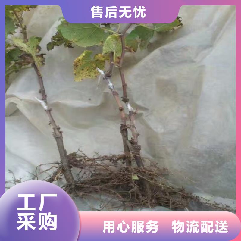 草莓视频-草莓-广祥农业科技(崇左市分公司)服务区域扶绥|宁明|北海|贺州|防城港|钦州|南宁