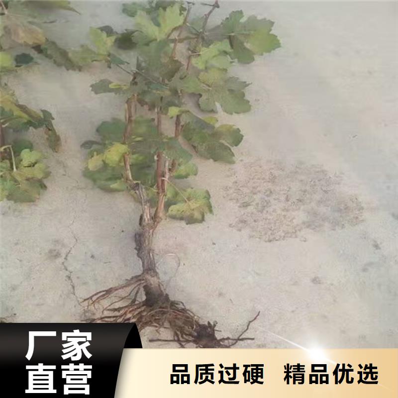 草莓-视频-山东省菏泽市|郓城|巨野|临沂|威海|聊城|青岛|东营|济南|滨州草莓-广祥