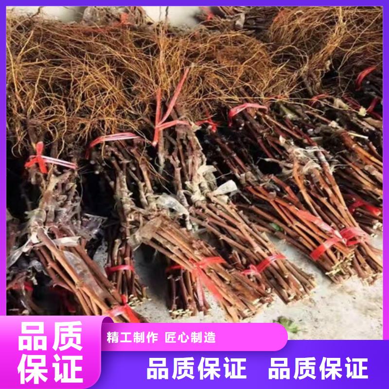草莓-视频-草莓-辽宁省营口市【同城】 【附近】生产商-站前|大石桥|盘锦|本溪|丹东|大连