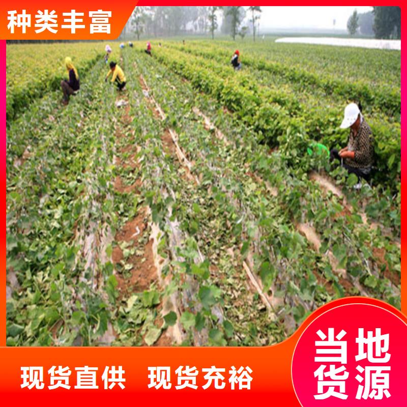 草莓-视频-大新|凭祥|防城港|贵港|桂林|来宾|南宁|百色|梧州广祥草莓_ 广祥农业科技(崇左市分公司)