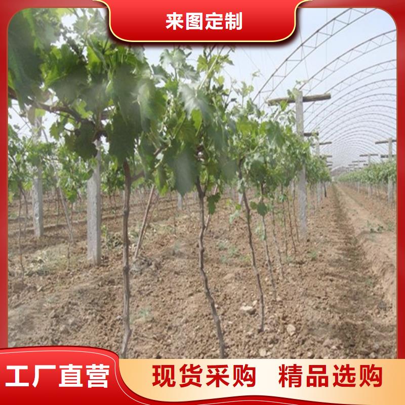 草莓视频-草莓-广祥农业科技(崇左市分公司)服务区域扶绥|宁明|北海|贺州|防城港|钦州|南宁