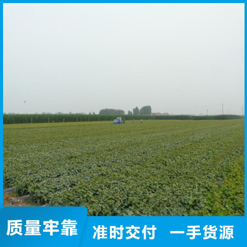 草莓-视频-山东省菏泽市|郓城|巨野|临沂|威海|聊城|青岛|东营|济南|滨州草莓-广祥