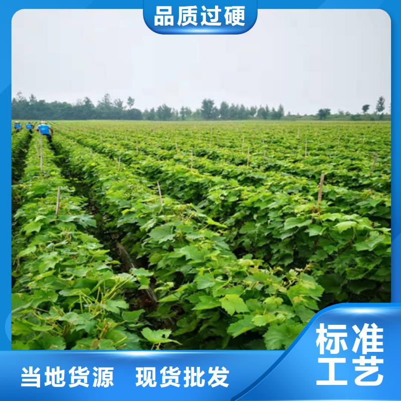 草莓-视频-大新|凭祥|防城港|贵港|桂林|来宾|南宁|百色|梧州广祥草莓_ 广祥农业科技(崇左市分公司)