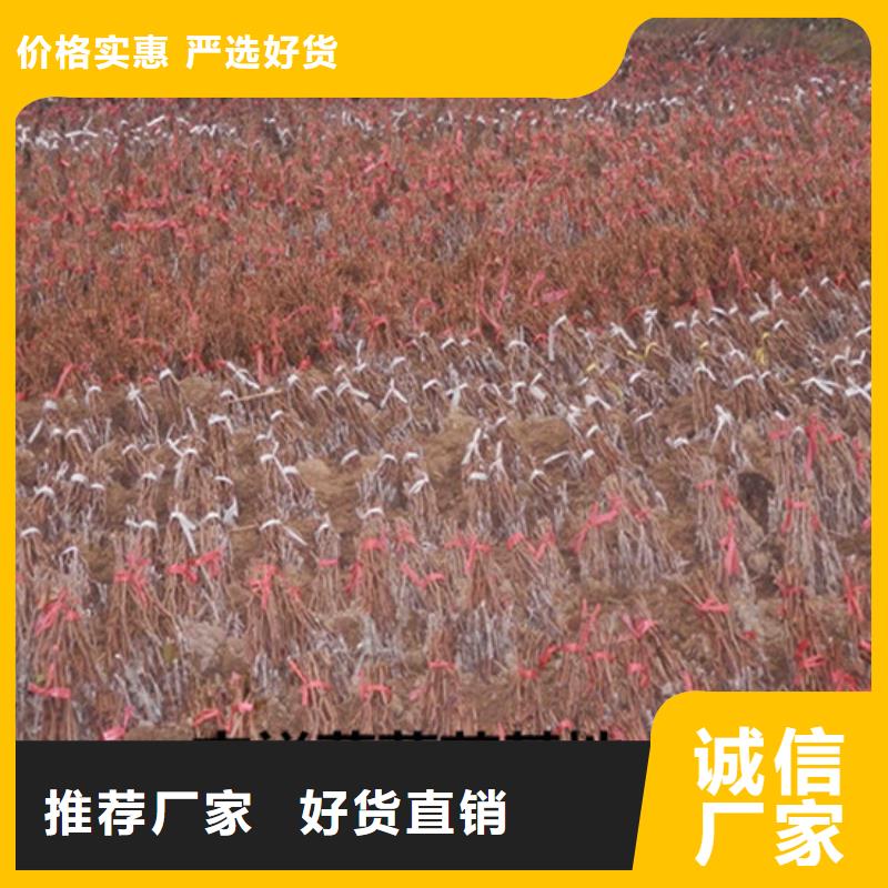 草莓-视频-大新|凭祥|防城港|贵港|桂林|来宾|南宁|百色|梧州广祥草莓_ 广祥农业科技(崇左市分公司)