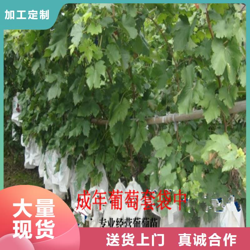 【研发生产销售 葡萄苗品种全】-广祥农业科技有限公司