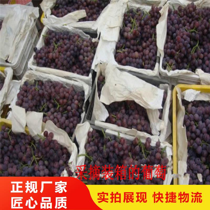 草莓-视频-大新|凭祥|防城港|贵港|桂林|来宾|南宁|百色|梧州广祥草莓_ 广祥农业科技(崇左市分公司)