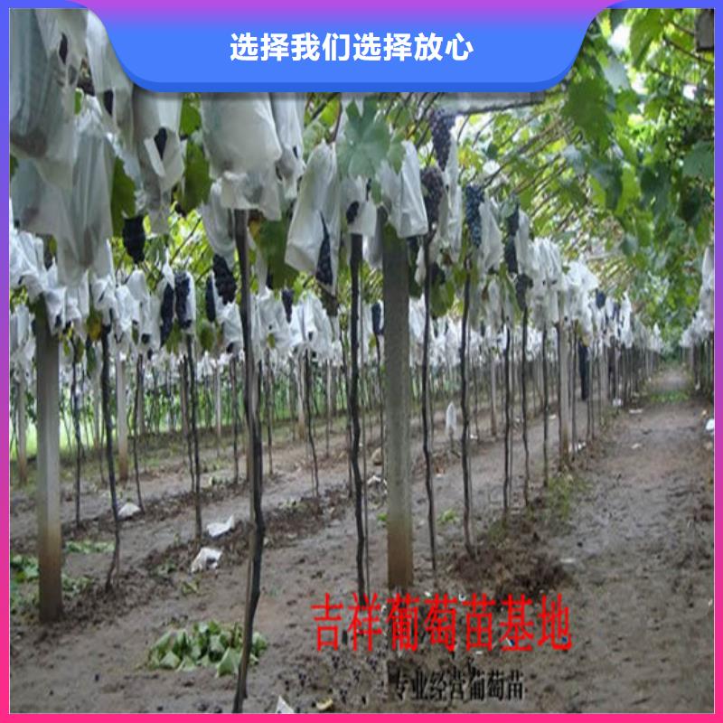 草莓-视频-大新|凭祥|防城港|贵港|桂林|来宾|南宁|百色|梧州广祥草莓_ 广祥农业科技(崇左市分公司)