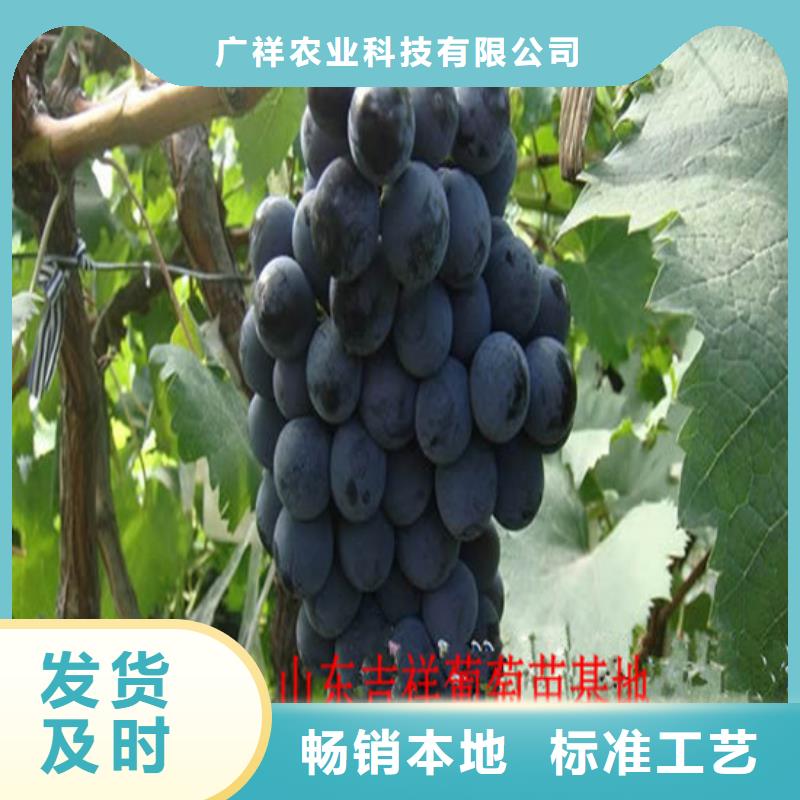 草莓-视频-大新|凭祥|防城港|贵港|桂林|来宾|南宁|百色|梧州广祥草莓_ 广祥农业科技(崇左市分公司)