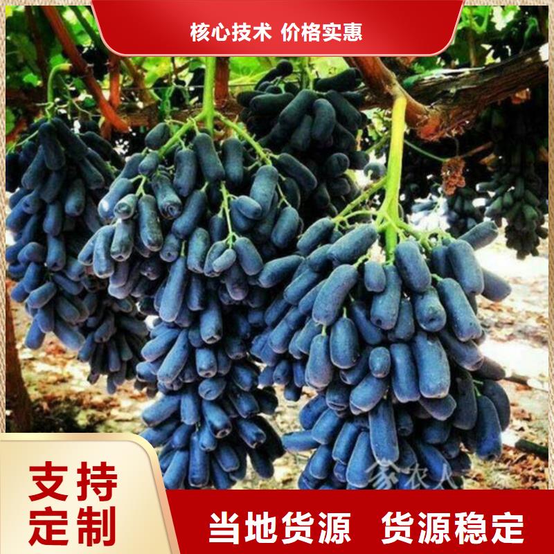 草莓视频-草莓-广祥农业科技(崇左市分公司)服务区域扶绥|宁明|北海|贺州|防城港|钦州|南宁