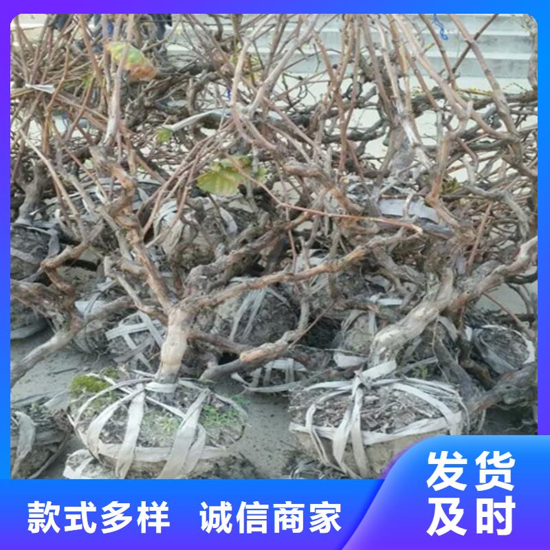 草莓-视频-草莓-辽宁省营口市【同城】 【附近】生产商-站前|大石桥|盘锦|本溪|丹东|大连