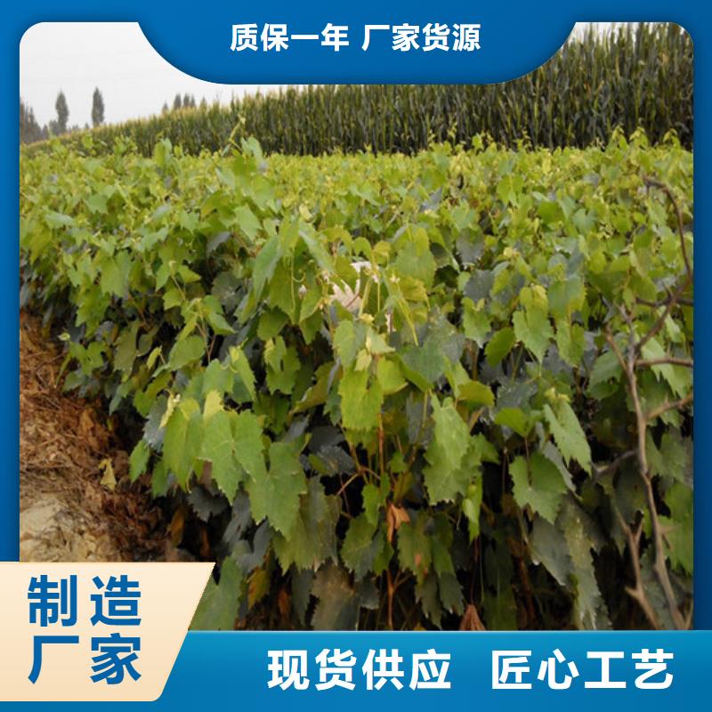草莓视频-草莓-广祥农业科技(崇左市分公司)服务区域扶绥|宁明|北海|贺州|防城港|钦州|南宁