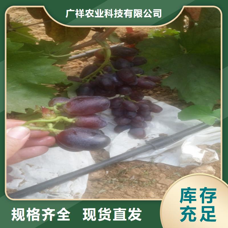 草莓-视频-山东省菏泽市|郓城|巨野|临沂|威海|聊城|青岛|东营|济南|滨州草莓-广祥