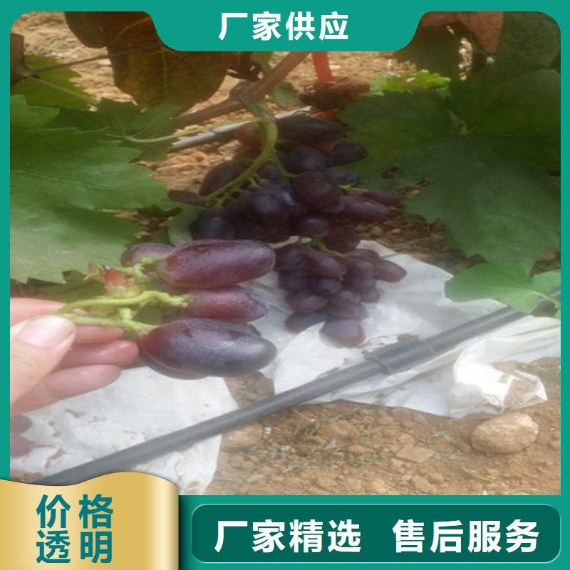 草莓视频-草莓-广祥农业科技(崇左市分公司)服务区域扶绥|宁明|北海|贺州|防城港|钦州|南宁