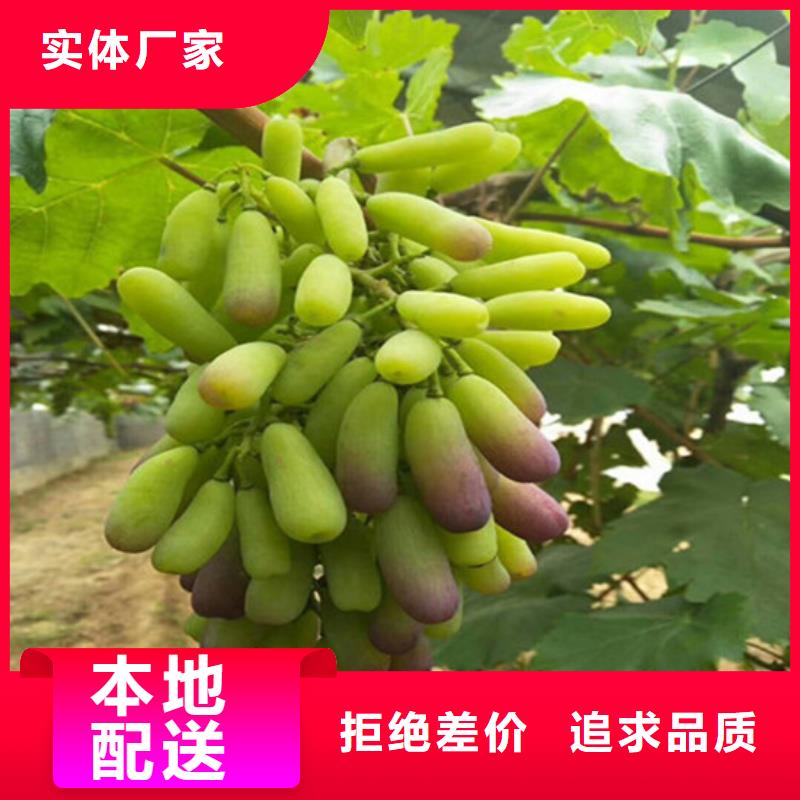草莓-视频-山东省菏泽市|郓城|巨野|临沂|威海|聊城|青岛|东营|济南|滨州草莓-广祥