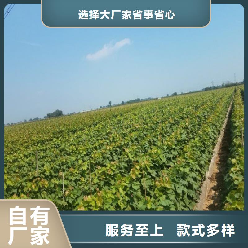 草莓视频-草莓-广祥农业科技(崇左市分公司)服务区域扶绥|宁明|北海|贺州|防城港|钦州|南宁
