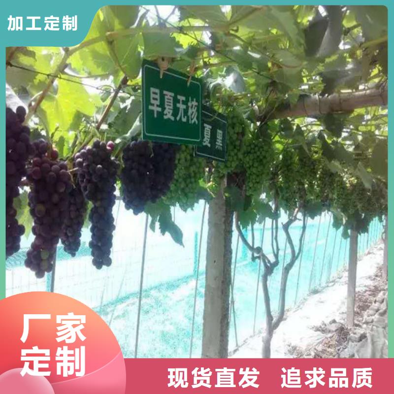 草莓视频-草莓-广祥农业科技(崇左市分公司)服务区域扶绥|宁明|北海|贺州|防城港|钦州|南宁