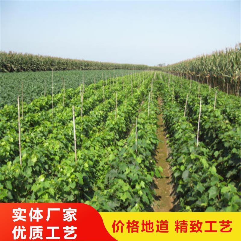 草莓-视频-草莓-辽宁省营口市【同城】 【附近】生产商-站前|大石桥|盘锦|本溪|丹东|大连