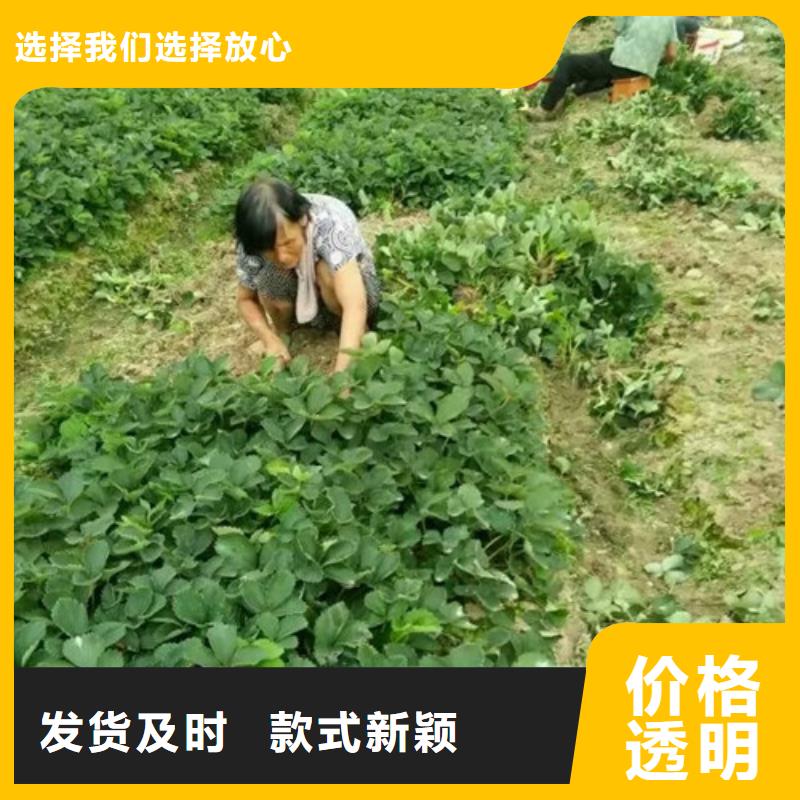 草莓苗桃树苗基地价格低