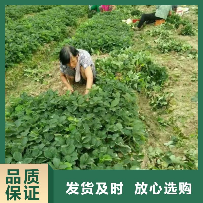 【草莓苗果树苗支持大小批量采购】