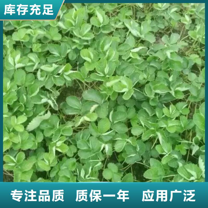 草莓苗-无花果树苗货源足质量好