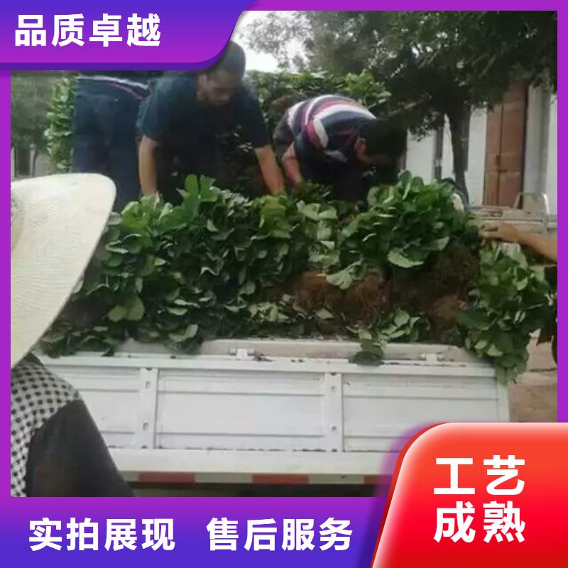 【草莓苗】西梅树苗优良材质