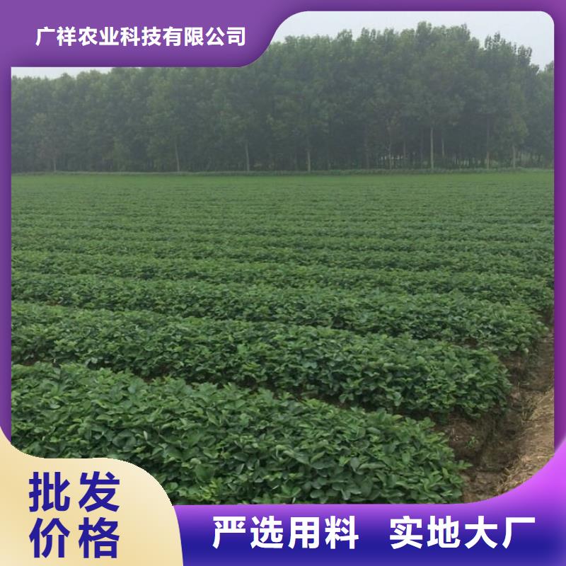 草莓苗梨树苗基地优质工艺